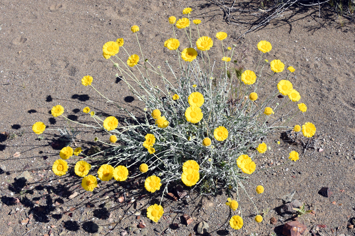 Desert Marigold has pretty showy yellow flowers atop a long stems (peduncles) 4 to 12 inches (10-30 cm). Plants bloom from March to November and prefer elevations 1,500 to 5,000 feet (460-1,500 m). Baileya multiradiata